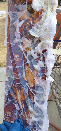 Student sample board with chemicals applied using tissue paper to create patina.